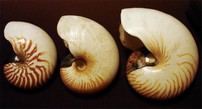 nautilus-3.jpg