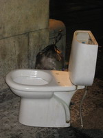 wc-3.jpg