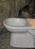 wc-5.jpg