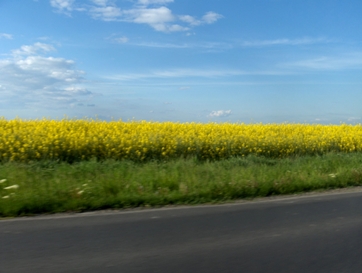 polje-soje-u-madjarskoj-ma.JPG