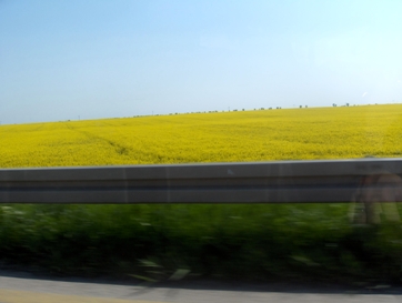 polje-soje-u-vojvodini-ma.JPG